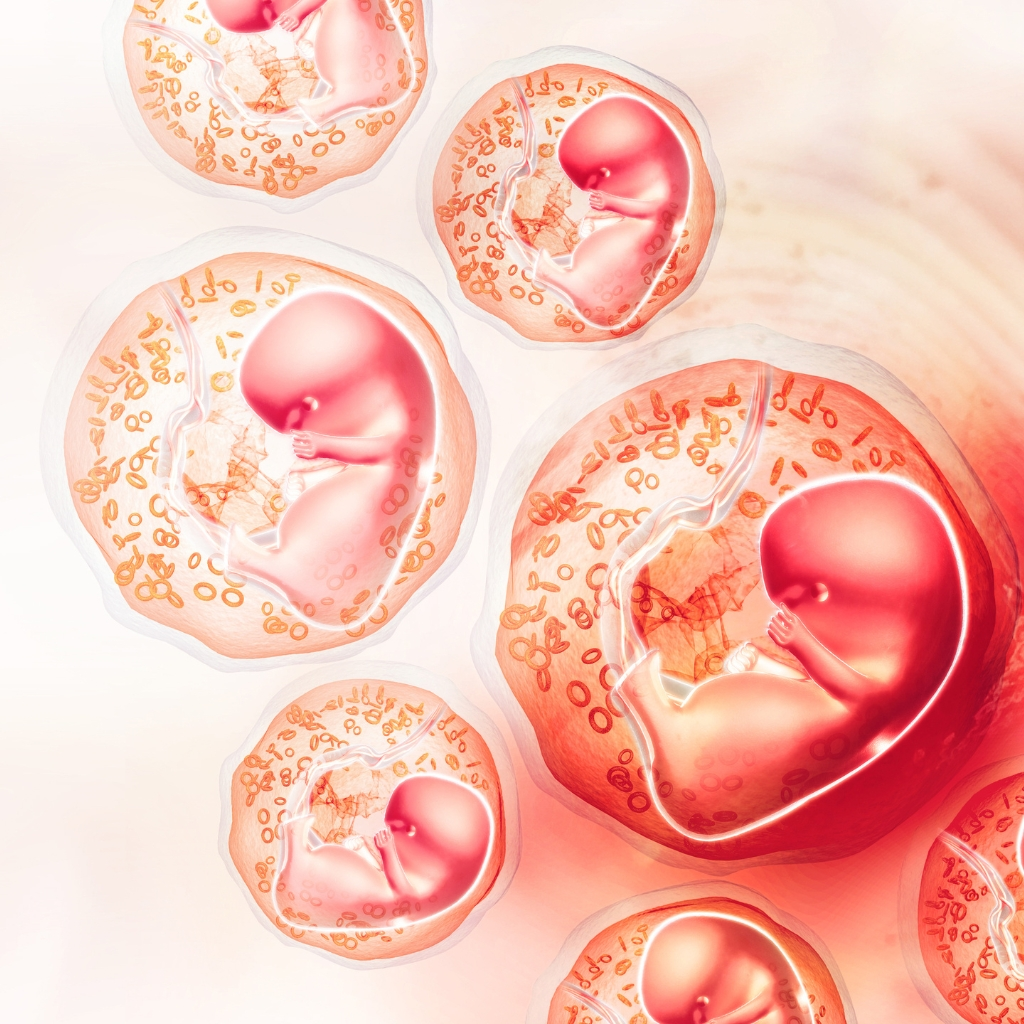 embryo development day by day a complete guide 2